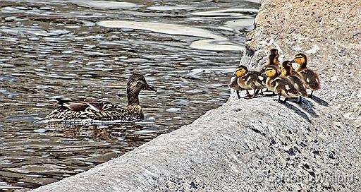 Duck & Ducklings_DSCF20324.jpg - Mallard Ducks (Anas platyrhynchos) photographed along the Rideau Canal Waterway at Smiths Falls, Ontario, Canada.